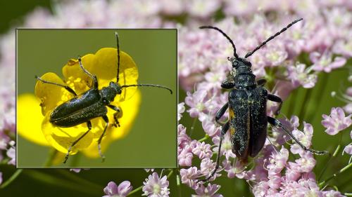 Brachyta interrogationis