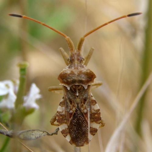 Réf. 33 497 : Centrocoris spiniger