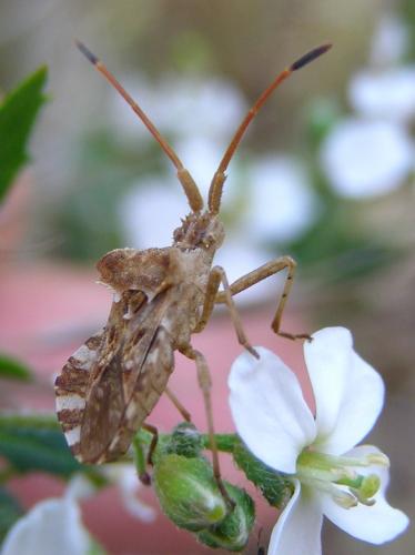 Réf. 33 498 : Centrocoris spiniger