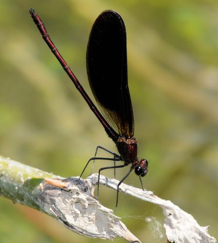Calopteryx haemorrhoidalis