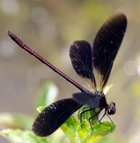 Calopteryx haemorrhoidalis