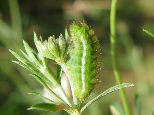 Callophrys rubi