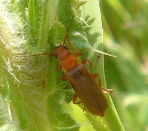 Cantharis rufa