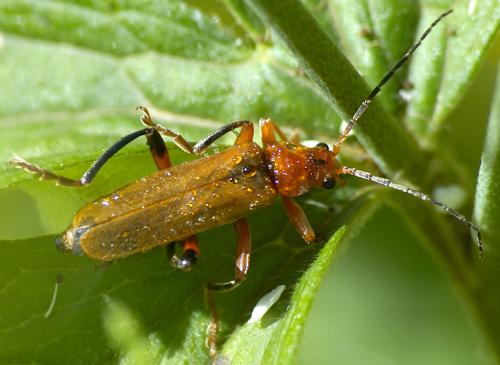 Réf. 33 118 : Cantharis livida