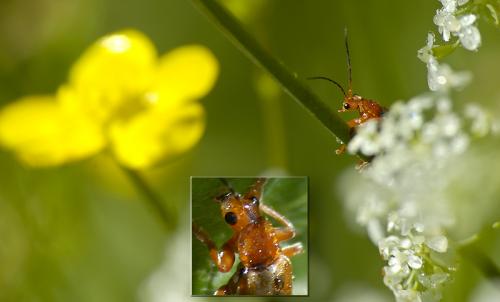 Cantharis livida