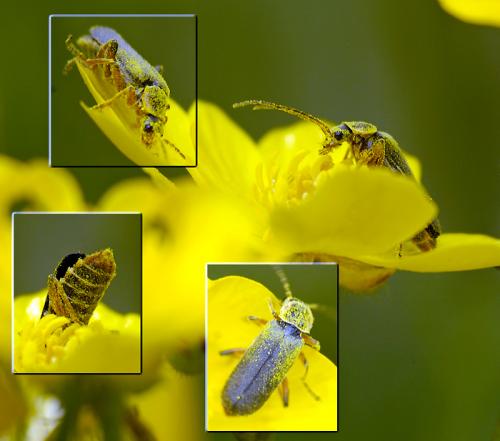 Cantharis nigricans