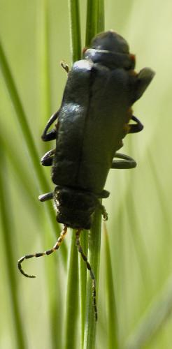 Réf. 33 207 : Cantharis tristis