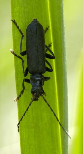Réf. 33 208 : Cantharis tristis