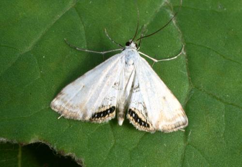 Réf. 33 391 : Cataclysta lemnata