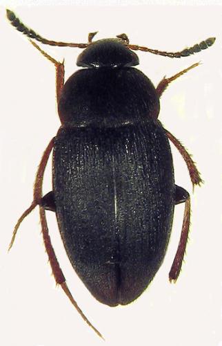 Réf. 33 015 : Catops sp.