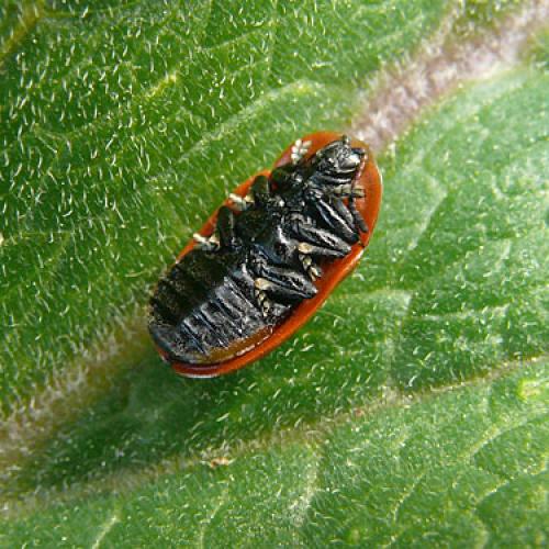 Réf. 33 088 : Cassida murraea