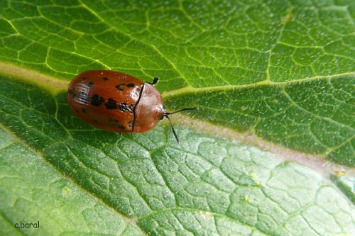 Réf. 33 085 : Cassida murraea