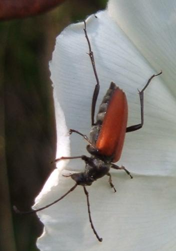Réf. 33 818 : Anastrangalia sp.
