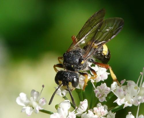 Cerceris rybyensis