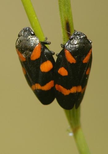 Cercopis sanguinolenta