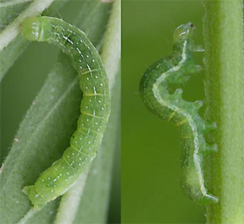 Réf. 33 874 : Phlogophora meticulosa