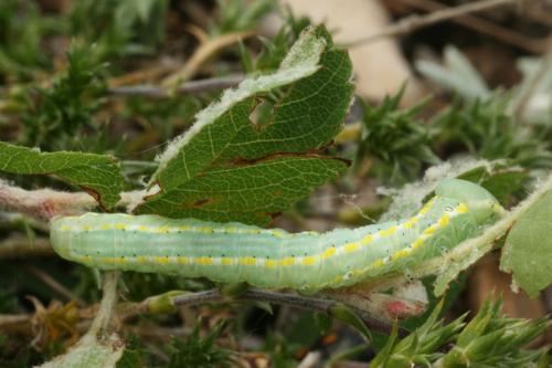 Xylena exsoleta