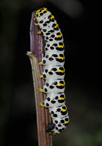 Réf. 33 869 : Cucullia scrophulariae