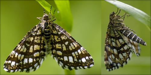 Réf. 33 414 : Chiasmia clathrata