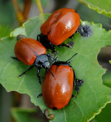Chrysomela populi