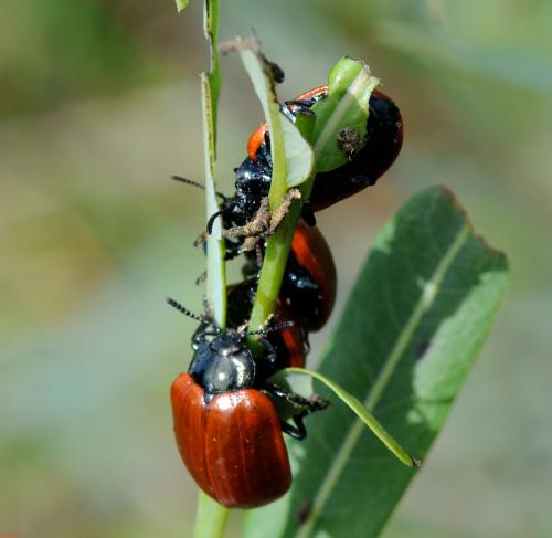 Chrysomela populi