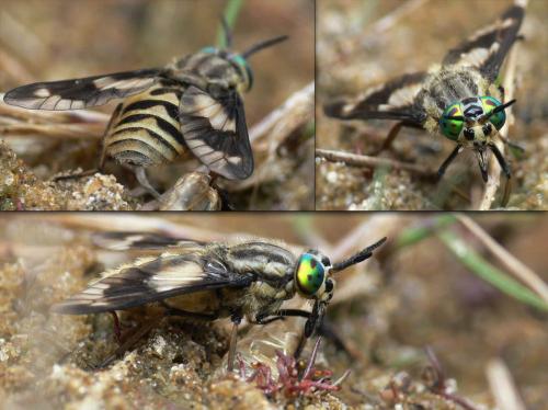 Réf. 33 213 : Chrysops relictus
