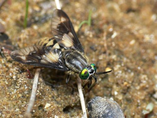 Réf. 33 214 : Chrysops relictus