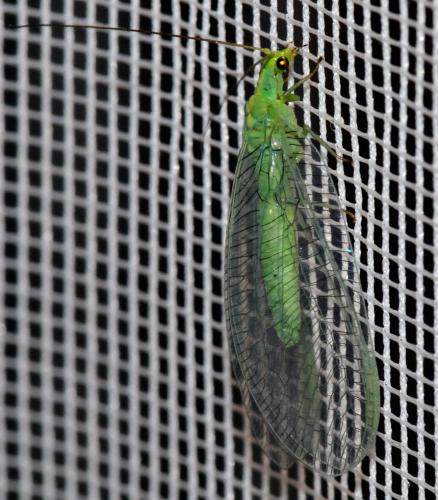 Réf. 33 087 : Nineta inpunctata