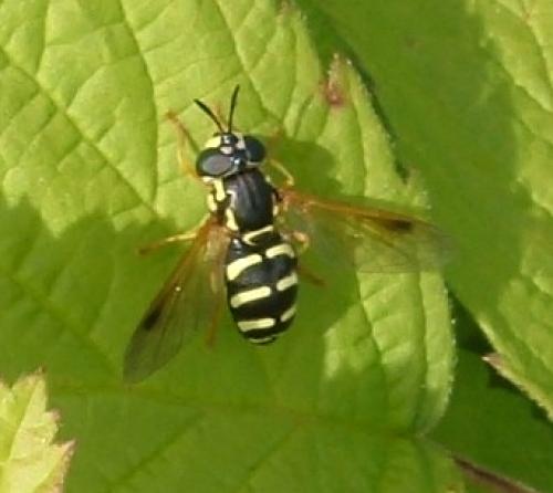 Chrysotoxum sp.