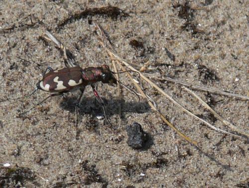 Réf. 33 211 : Cicindela hybrida