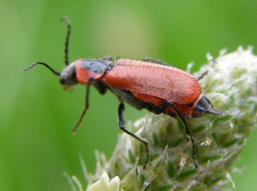 Clanoptilus rufus