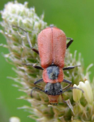 Clanoptilus rufus