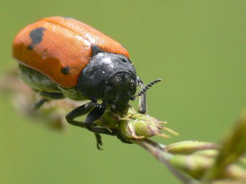 Réf. 33 603 : Clytra quadripunctata