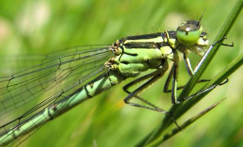 Coenagrion hastulatum