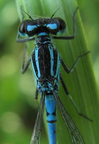 Coenagrion puella