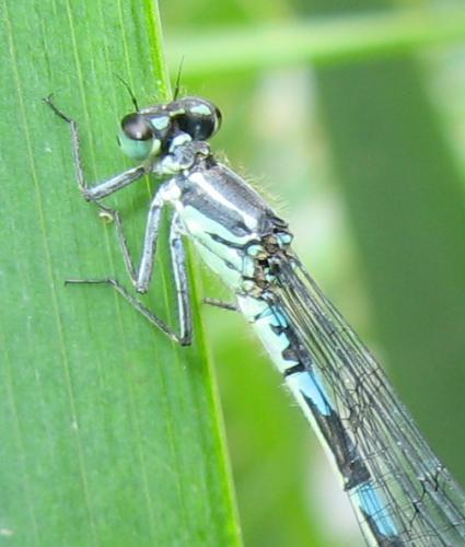 Réf. 33 272 : Coenagrion pulchellum
