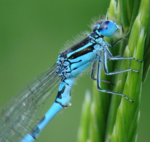 Coenagrion mercuriale