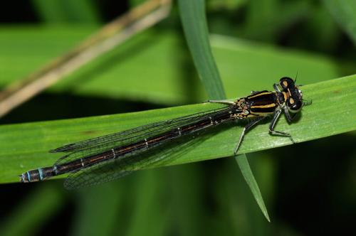 Coenagrion mercuriale