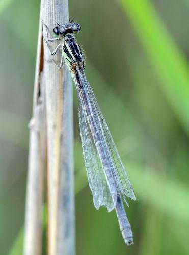 Réf. 33 833 : Coenagrion mercuriale