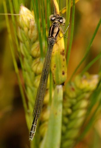 Coenagrion mercuriale