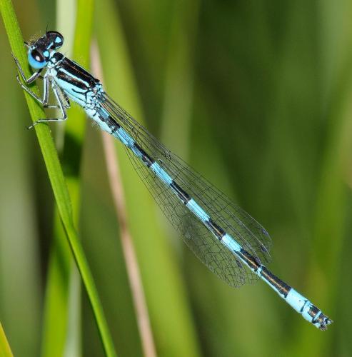 Réf. 33 834 : Coenagrion mercuriale