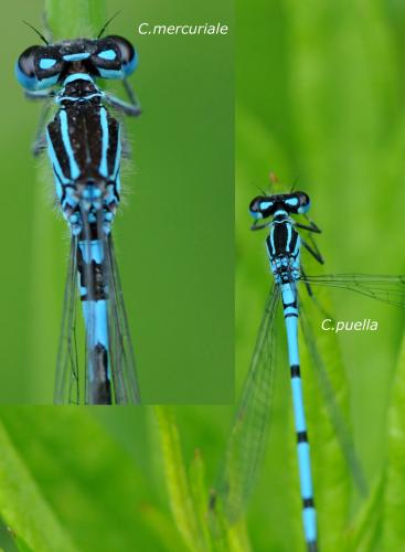 Réf. 33 366 : Coenagrion divers