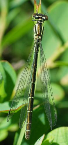 Coenagrion hastulatum