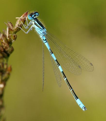 Réf. 33 863 : Coenagrion scitulum