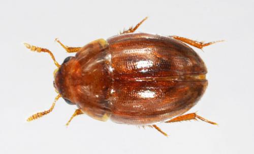 Réf. 33 494 : Colenis immunda