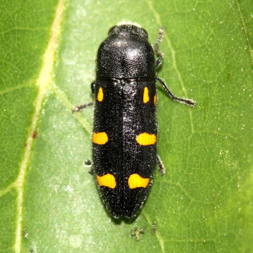 Réf. 33 102 : Ptosima undecimmaculata