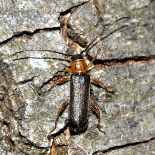 Poecilium lividum