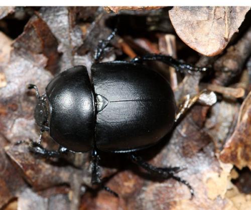 Réf. 33 564 : Trypocopris sp.
