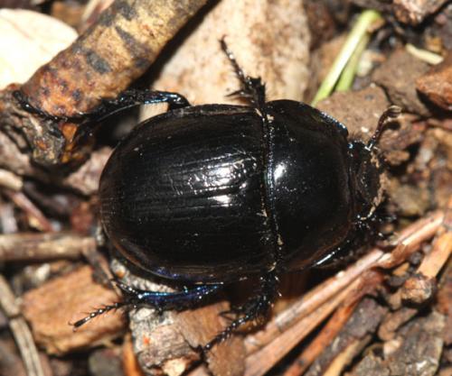 Réf. 33 589 : Anoplotrupes stercorosus
