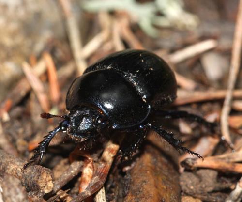 Anoplotrupes stercorosus
